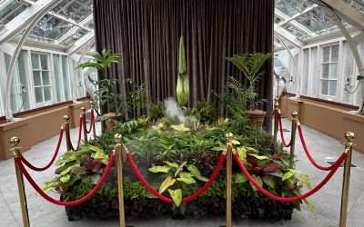 Corpse Flower – A Plant to Die For