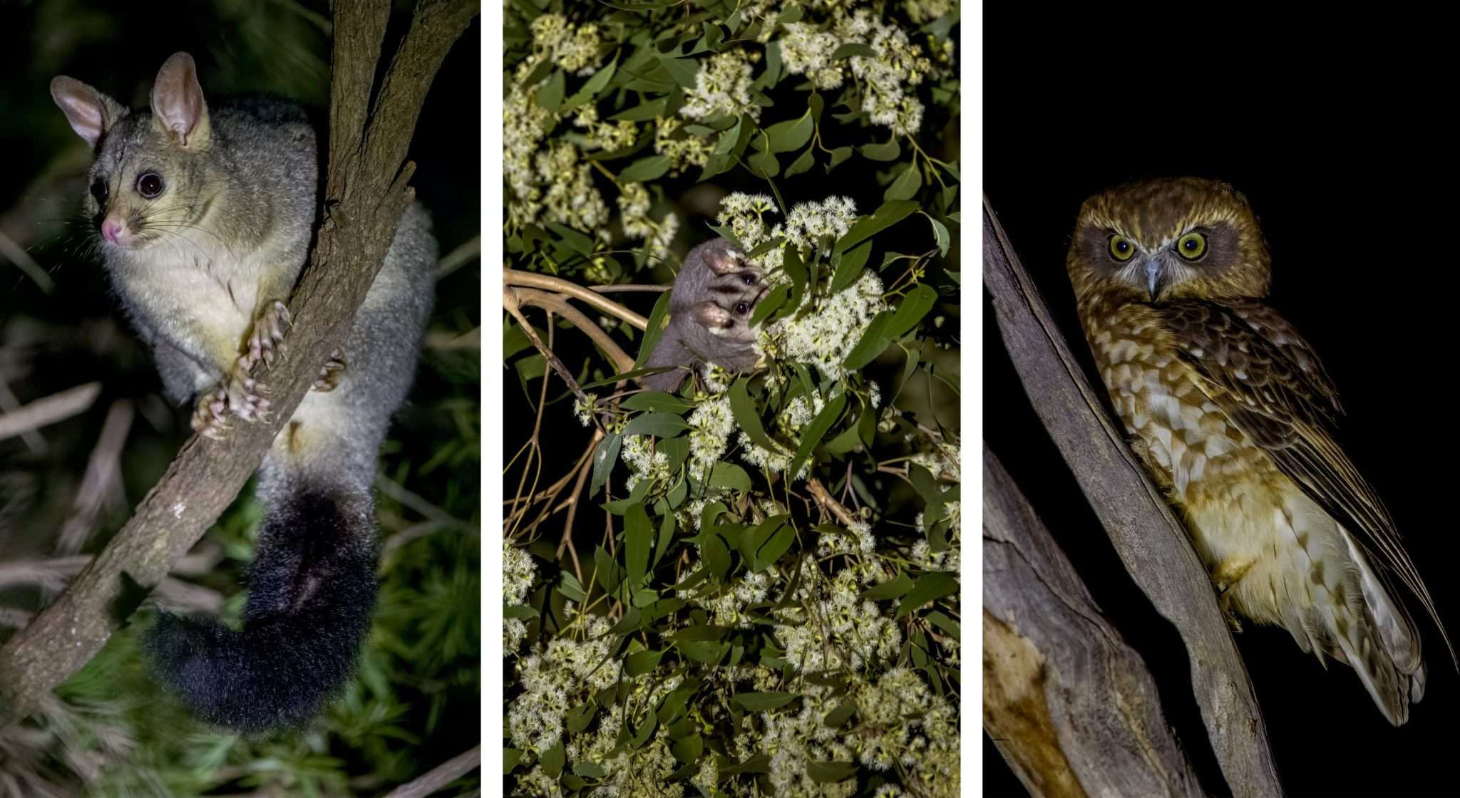 image of possum, glider and owl