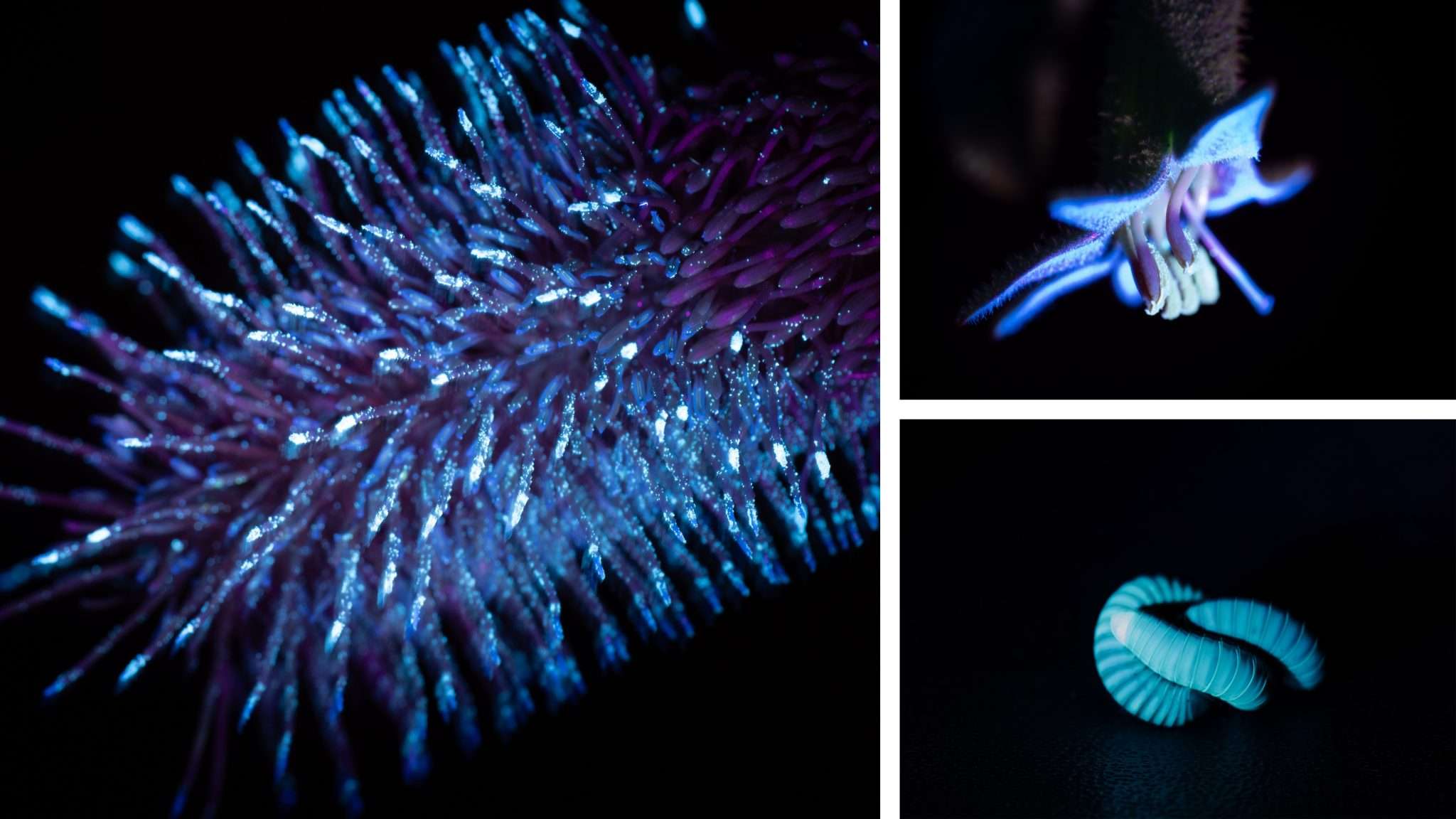 images of biofluorescence